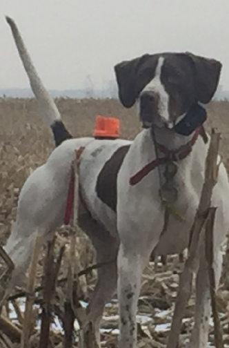 CROSSROADS ELHEW DOT