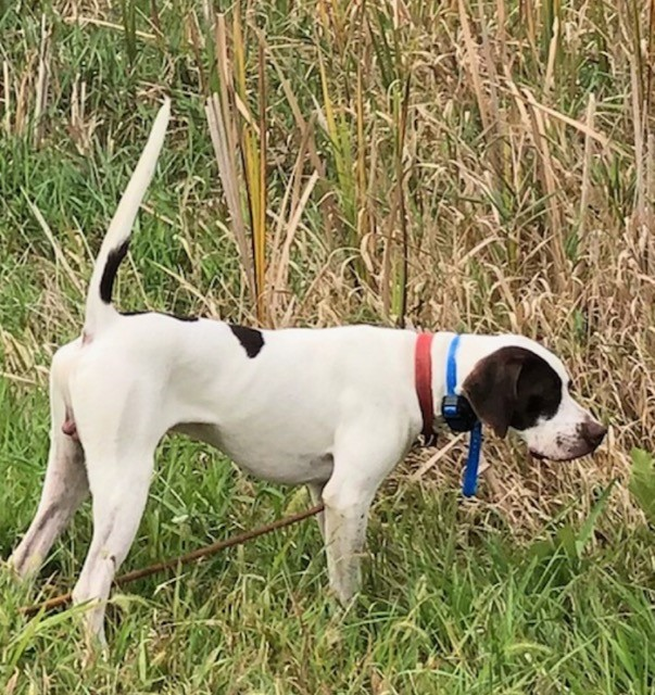 FRANK X RUBY PUP JAN 2020 2