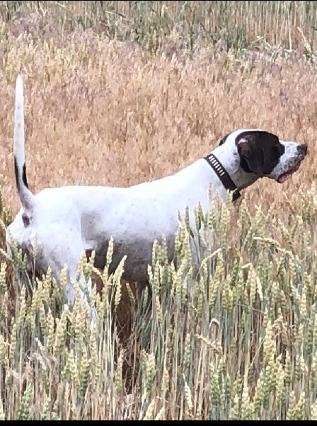 CROSSROADS ELHEW FIDDY