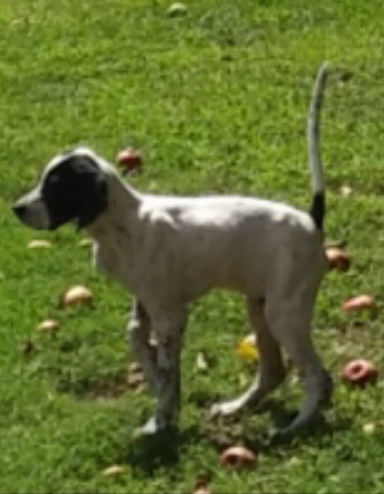 CROSSROADS ELHEW SLIMJIM